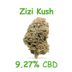 zizi kush